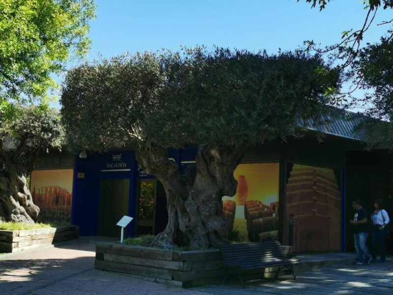 lisbon-to-wine-tasting-setubal-two-cellars-half-day-tour