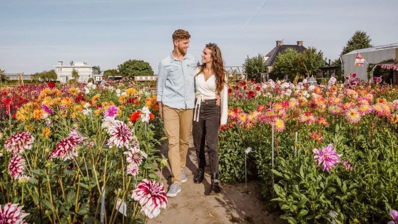 lisse-drive-it-yourself-summer-flower-gps-audio-tour