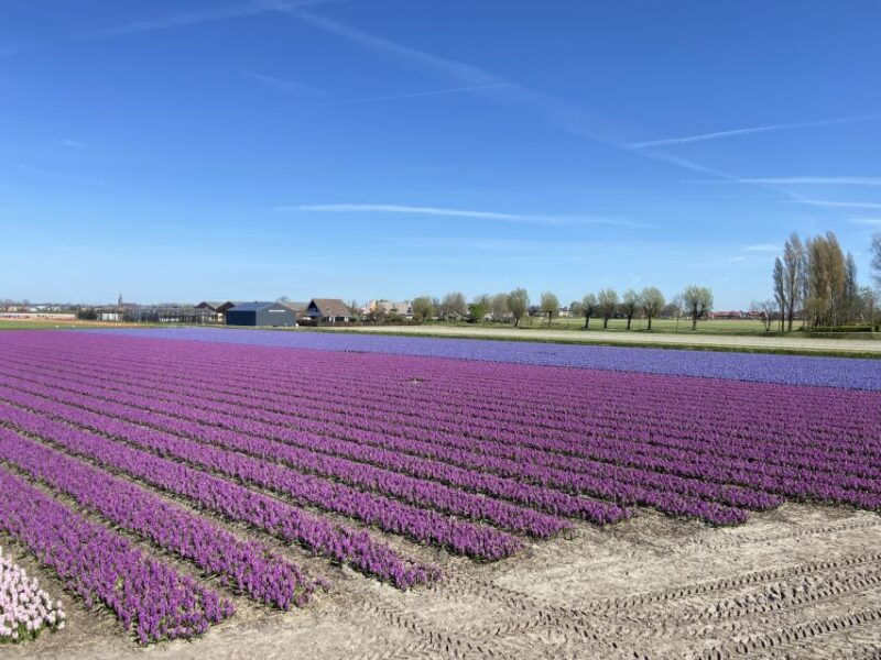 lisse-self-guided-tulip-fields-gps-audio-tour