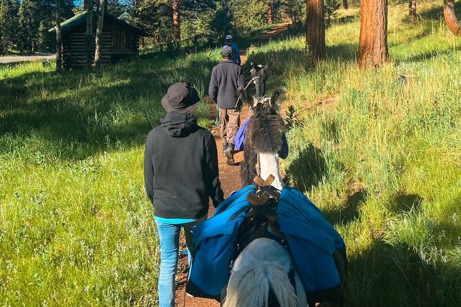 llama-to-lunch-in-the-rocky-mountains