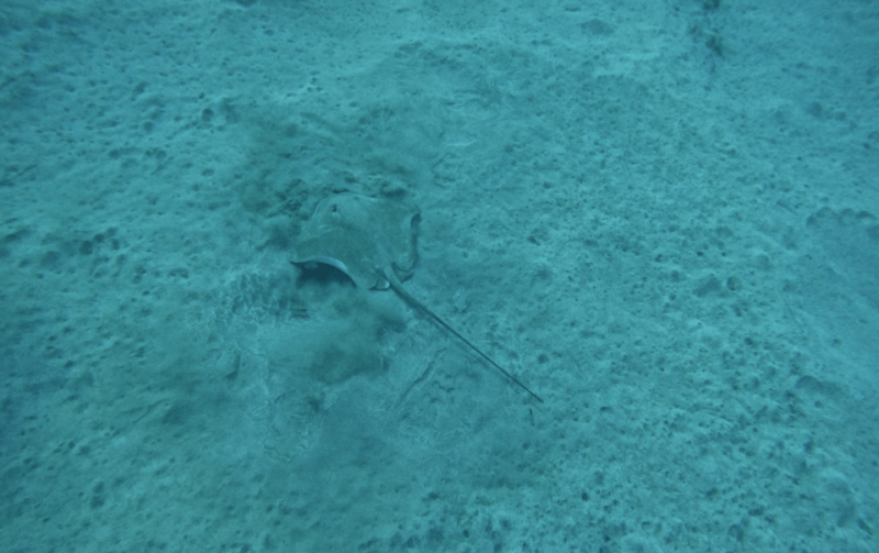 los-cristianos-basic-diver-course