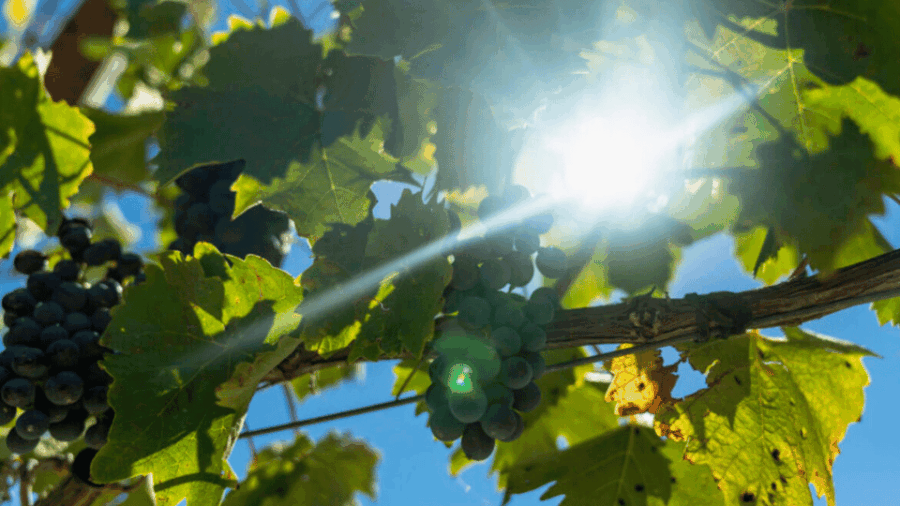 lucca-ebike-tour-with-lunch-and-wine-tasting