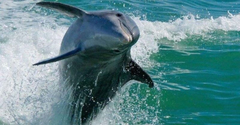 madeira-beach-egmont-key-snorkeling-and-dolphin-cruise