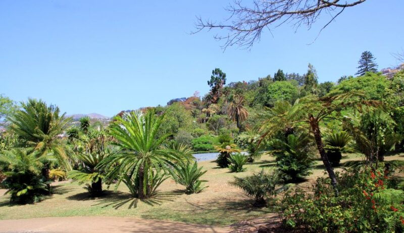 madeira-botanical-garden-in-a-tuk-tuk-tour