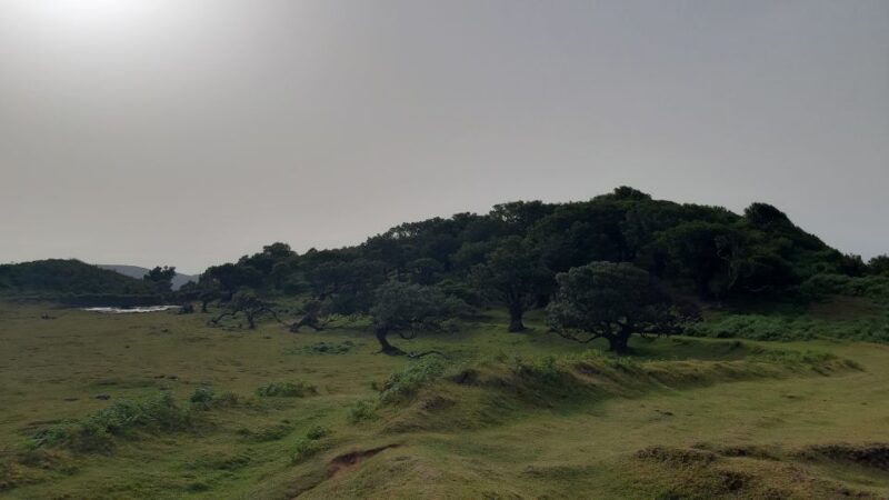 madeira-private-tour-of-fanal-forest