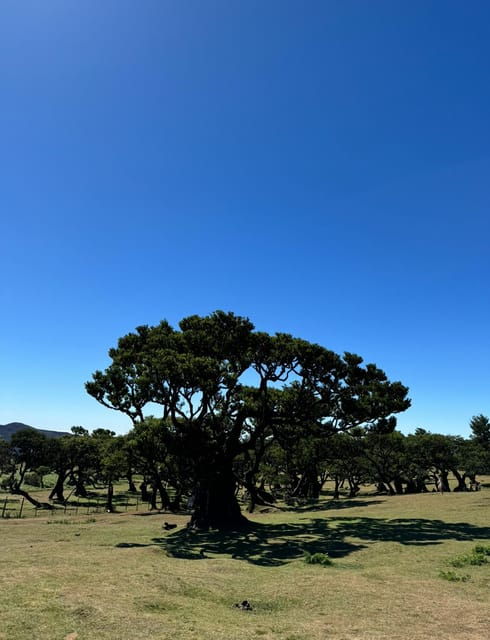 madeiral-one-day-tour-to-cabo-girao-fanal-porto-moniz