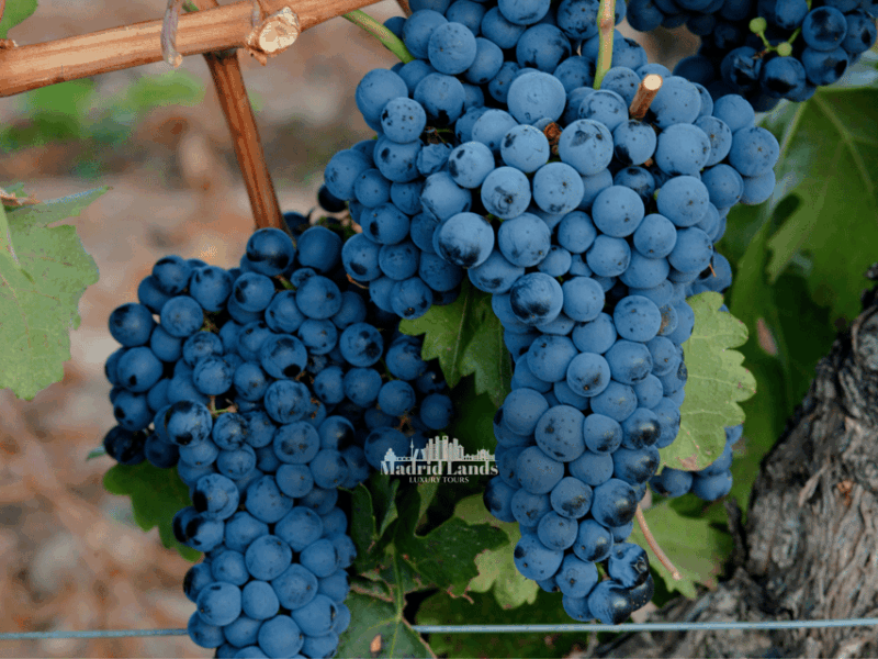 madrid-luxury-winner-and-ribera-del-duero-tour