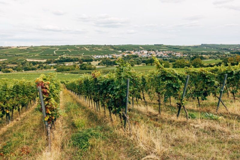 madrid-ribera-and-rioja-wine-private-trip-with-tastings