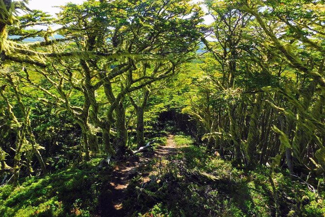 magallanes-national-reserve-hiking-from-punta-arenas