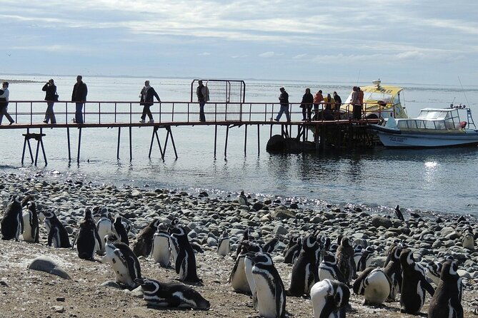magdalena-island-penguin-boat-tour-and-marta-island
