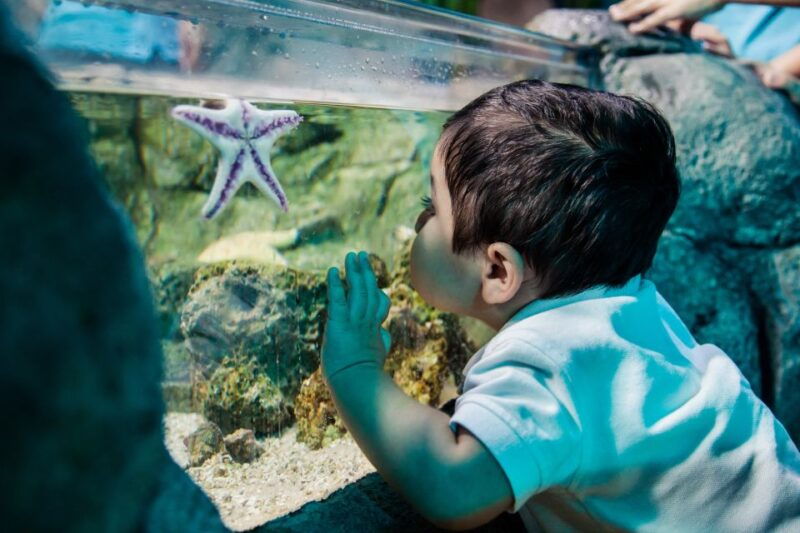 mall-of-america-sea-life-minnesota-aquarium-entry-ticket