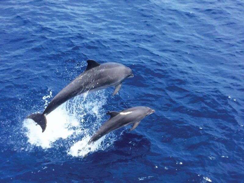 mallorca-2-hour-dolphin-watching-cruise-glass-bottom-boat