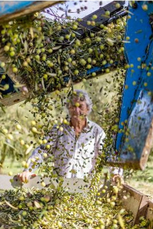 mallorca-bodega-olives-minibus-tour-with-tastings-german