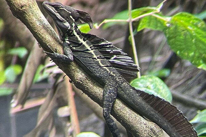 manuel-antonio-boat-mangrove-tour-to-see-animals
