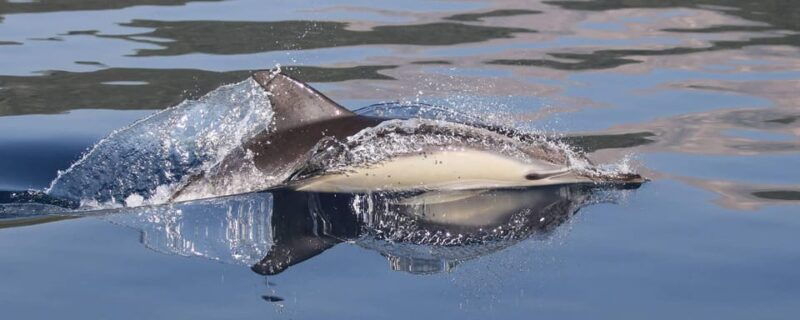 marbella-dolphin-watching-boat-tour