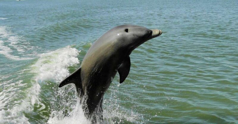 marco-island-2-hour-dolphin-birding-and-shelling-tour-2