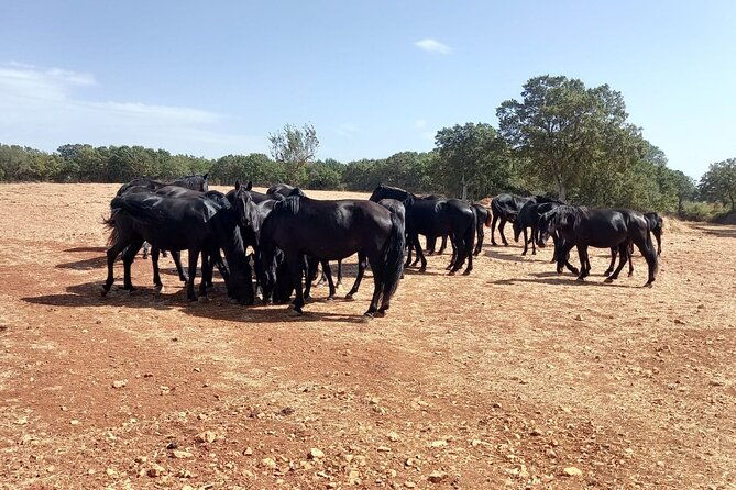 martina-franca-e-bike-tour-visit-a-breeding-and-a-dairy-farm