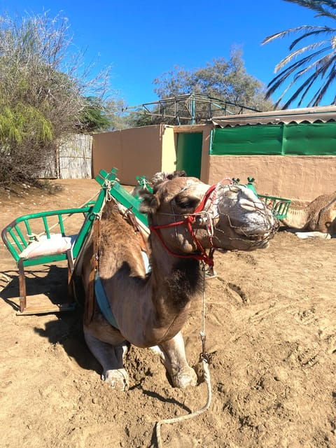 maspalomas-guided-camel-ride-in-the-maspalomas-sand-dunes