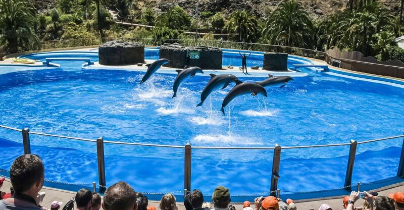 maspalomas-palmitos-park-ticket-with-dolphin-and-bird-shows