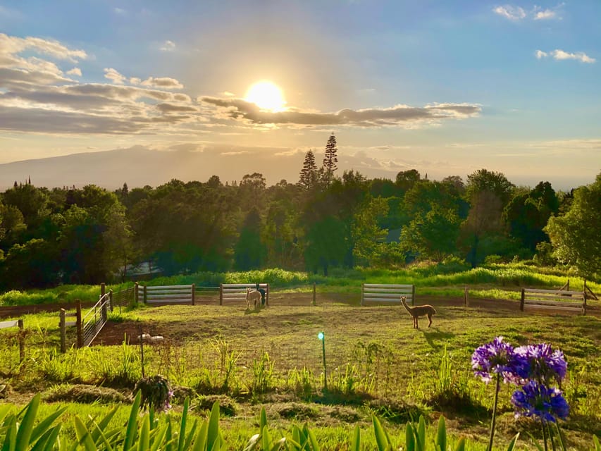 maui-alpaca-farm-visit-with-hands-on-activities