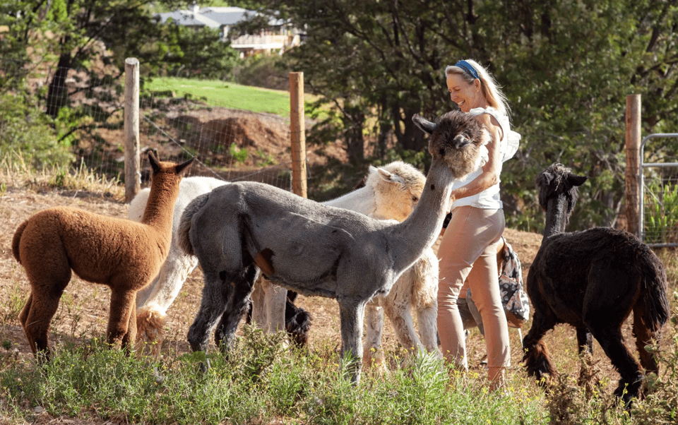 maui-alpaca-farm-visit-with-hands-on-activities