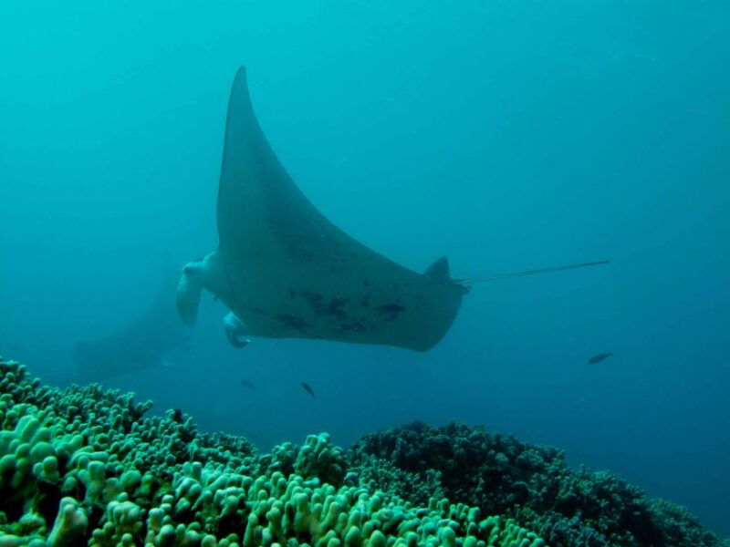 maui-eco-friendly-conservation-scuba-dive-certified-divers