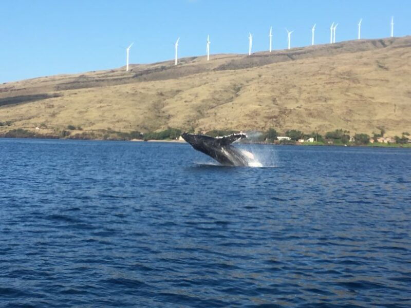 maui-eco-friendly-whale-watching-tour-from-maalaea-harbor