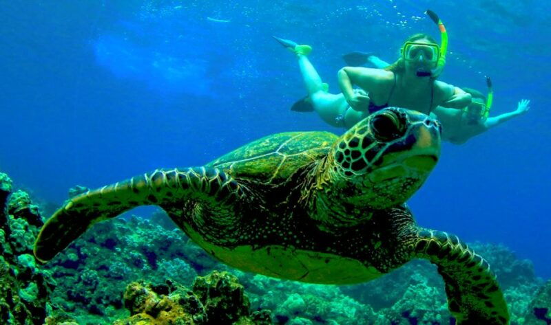 maui-kaanapali-beach-4-hour-snorkel-w-bbq-lunch-open-bar