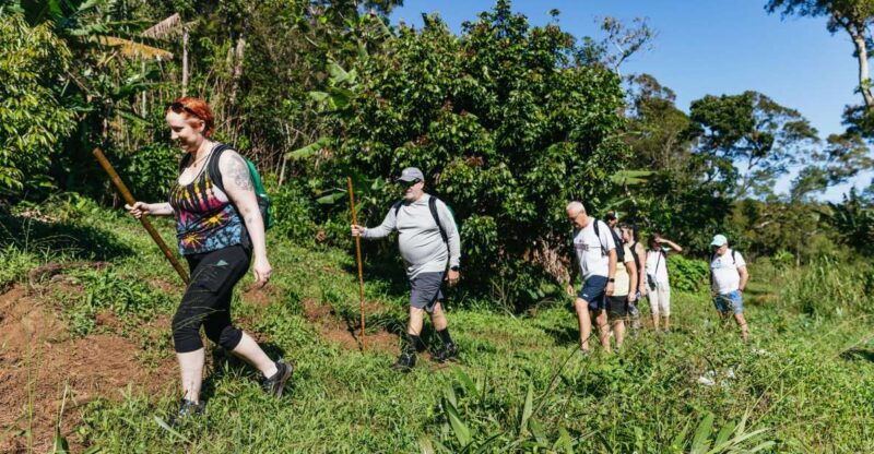 maui-rainforest-waterfalls-guided-hike-with-picnic-lunch