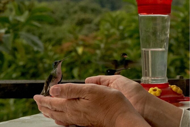 middle-of-the-world-hummingbirds-with-coffee-experience
