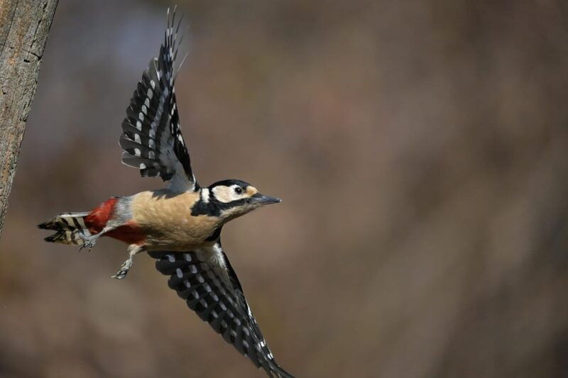 monferrato-birdwatching-and-wildlife-photography-experience