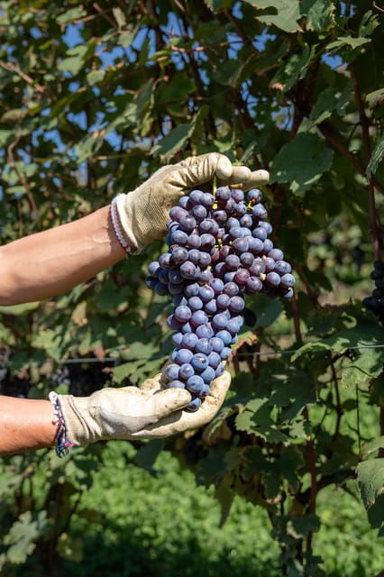monforte-dalba-tasting-of-iconic-langhe-wines-and-winery-tour