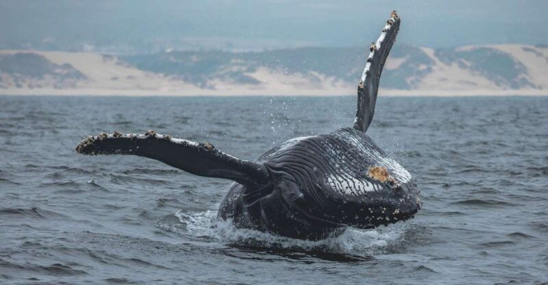 monterey-sunset-whale-watching-cruise-with-a-guide