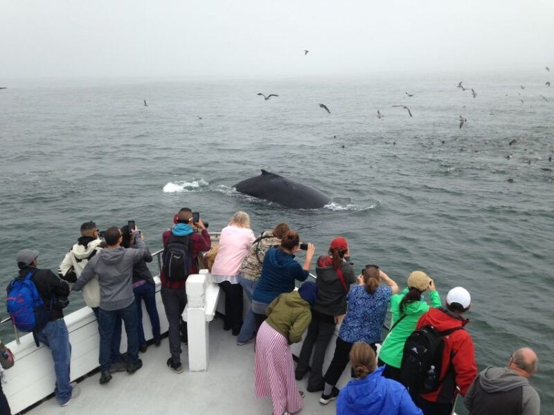 monterey-whale-watching-cruise