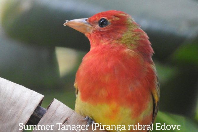 monteverde-birdwatching-guided-tour