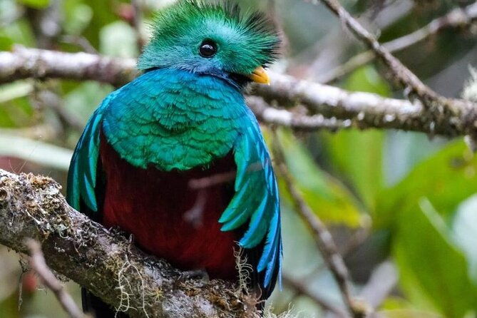 monteverde-cloud-forest-guided-tour-2