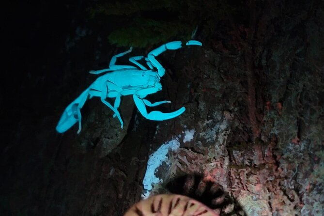 monteverde-night-walk