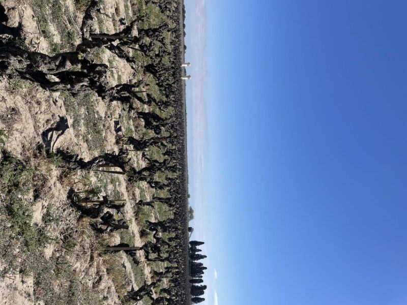 montpellier-half-day-wine-tour-in-camargue