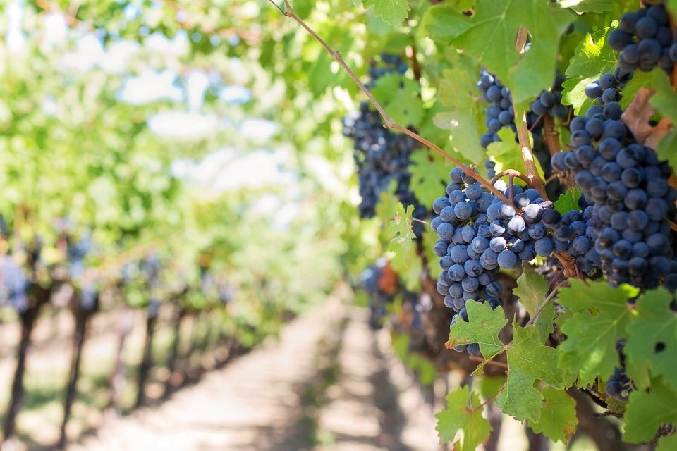 mt-etna-private-guided-walking-tour-with-wine-tasting