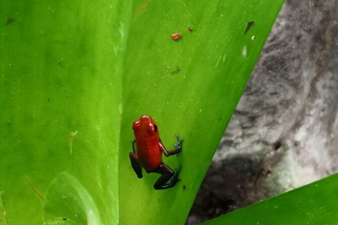multi-day-all-inclusive-at-tortuguero-with-a-tour-at-national-park-from-san-jose