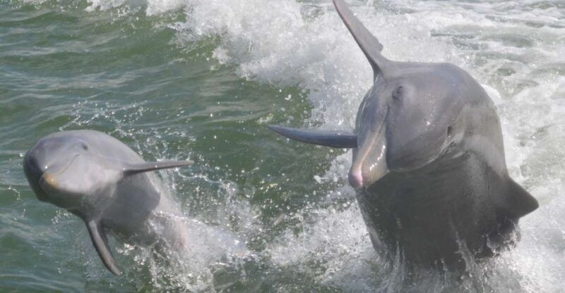 naples-fl-manatee-dolphin-10000-islands-beach-eco-tour
