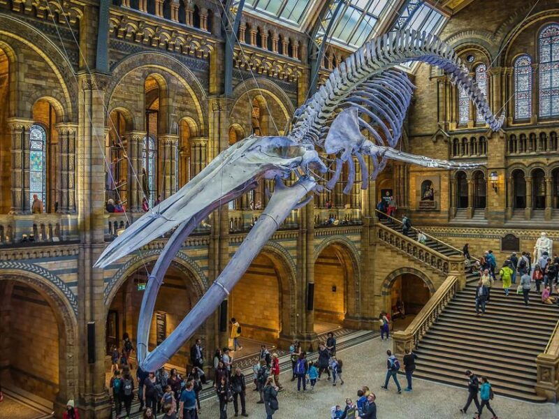 natural-museum-tour-volcanoes-earthquakes-blue-whale