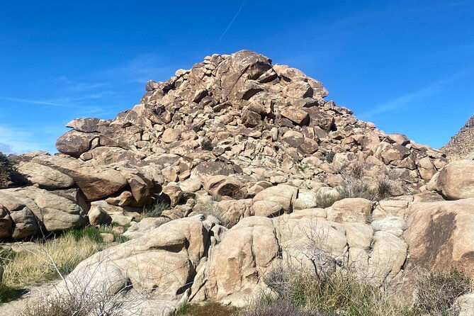 natural-wonders-walk-plants-animals-and-rocks-of-joshua-tree