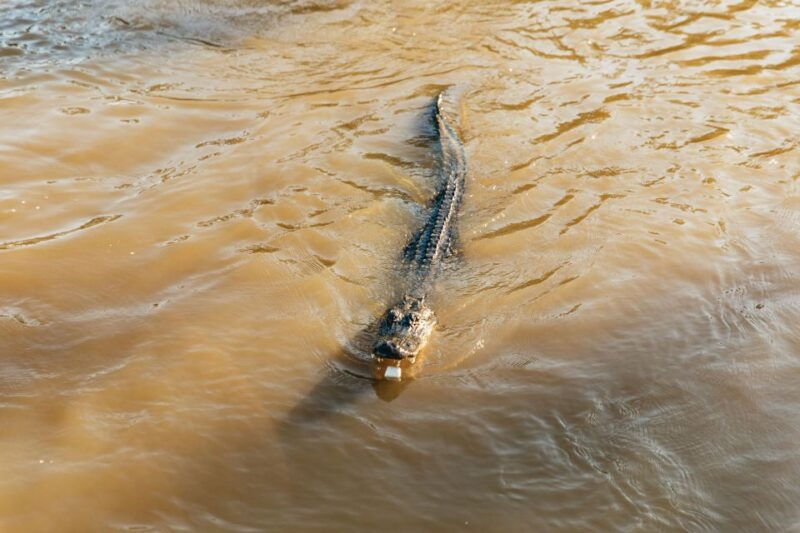 new-orleans-guided-swamp-cruise-by-tour-boat