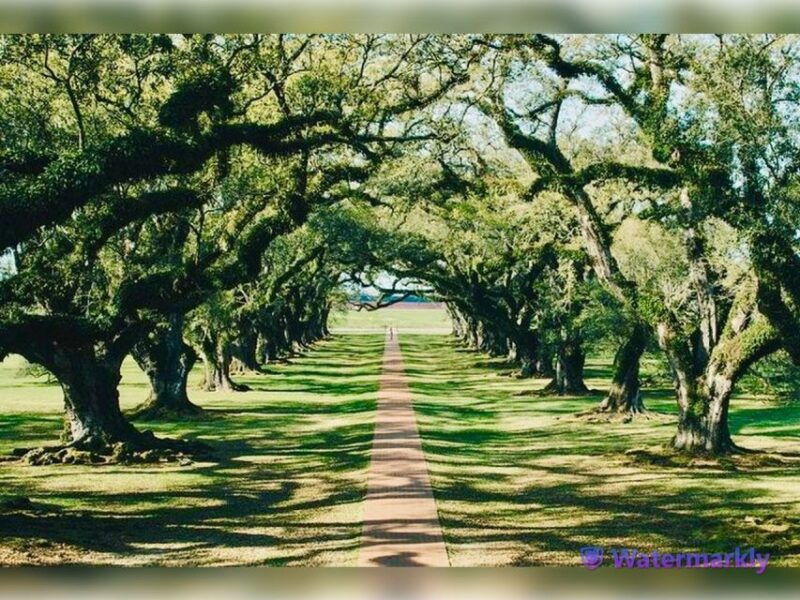 new-orleans-oak-alley-plantation-and-katrina-city-tour