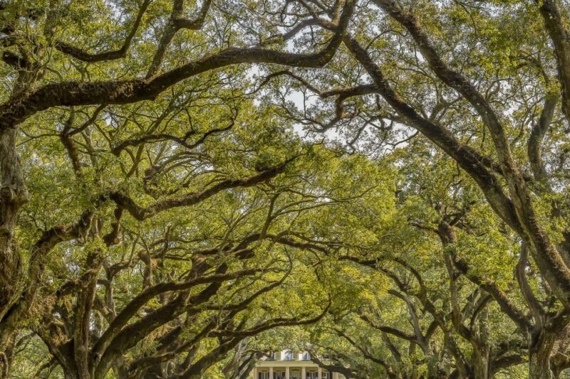 new-orleans-oak-alley-plantation-swamp-cruise-day-trip