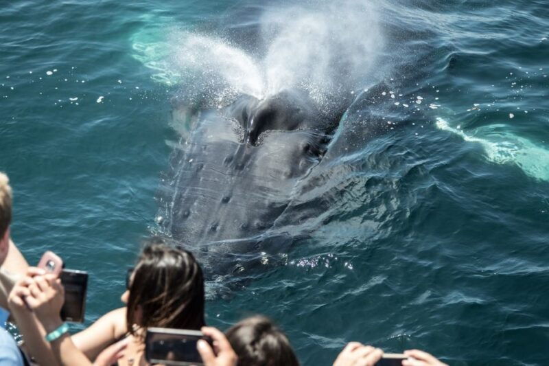 newport-beach-luxury-whale-watching-catamaran-cruise