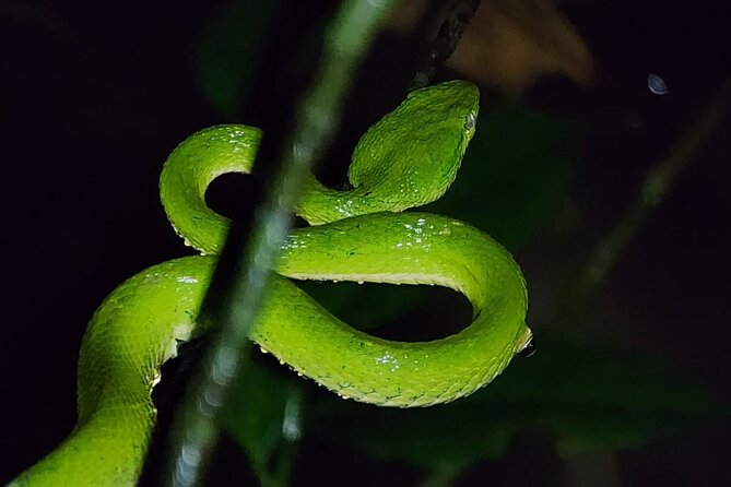 night-animal-watching-activity-in-monteverde