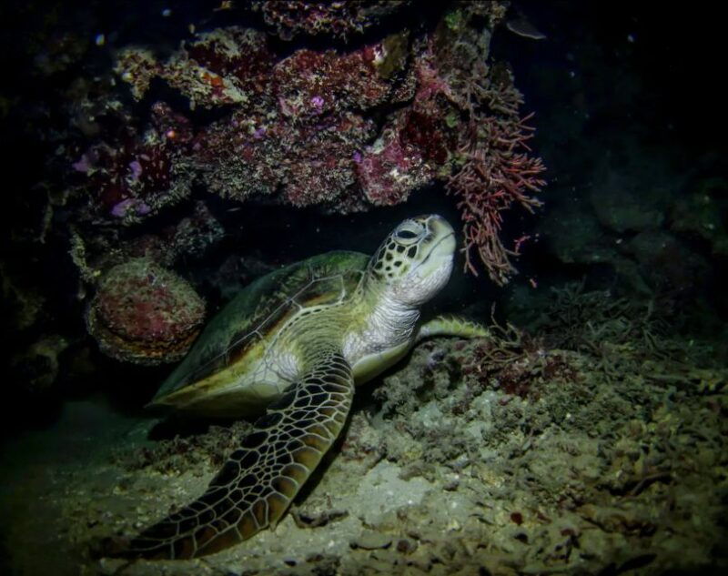 night-time-snorkel-at-turtle-town-with-lights-and-stars