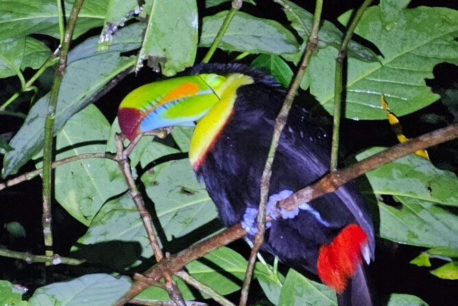 night-tour-experience-in-tortuguero
